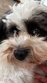 Bichon Havanese per accoppiamento
