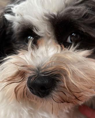 Bichon Havanese per accoppiamento