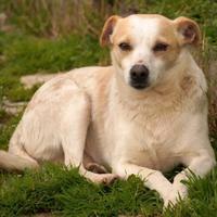 PANNA, adozione del cuore