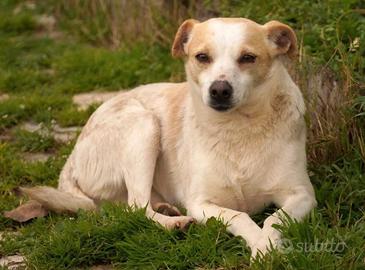 PANNA, adozione del cuore