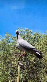 Piccioni Addestrati per la caccia Colombaccio