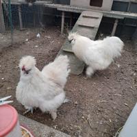 Coppie moroseta bianche