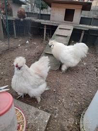 Coppie moroseta bianche