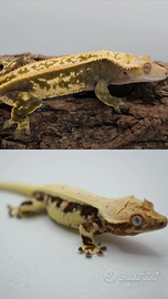 Geco crestato Correlopus Ciliatus