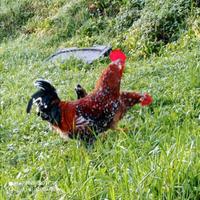 Millefiori di Lonigo