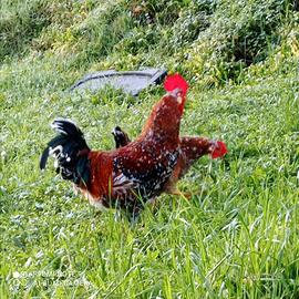 Millefiori di Lonigo