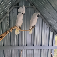 Cacatua alba coppia riproduttiva