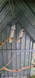 Cacatua alba coppia riproduttiva