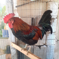 Animali galli