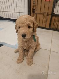 Cuccioli di Barboncino