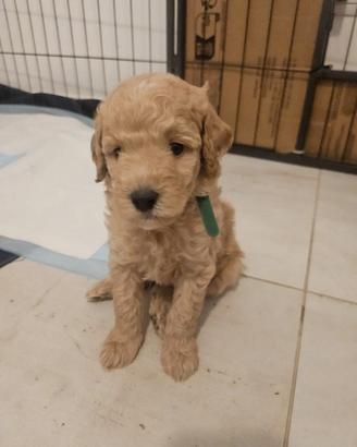 Cuccioli di Barboncino