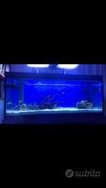 Acquario 140x56