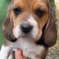 Beagle