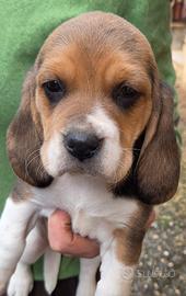 Beagle
