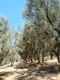 Terreno agricolo
