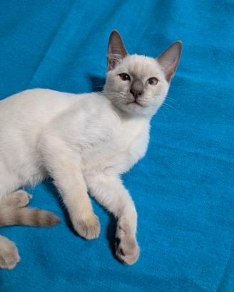 Cuccioloni Siamese Thai con pedigree