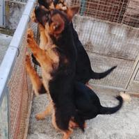 Cuccioli pastore tedesco