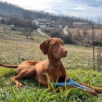 Bracco ungherese per monta