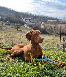 Bracco ungherese per monta