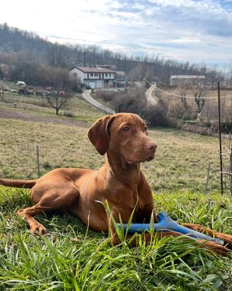 Bracco ungherese per monta