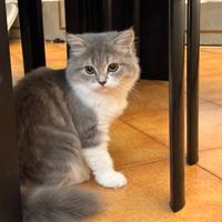 Cuccioli Scottish Fold e Straight