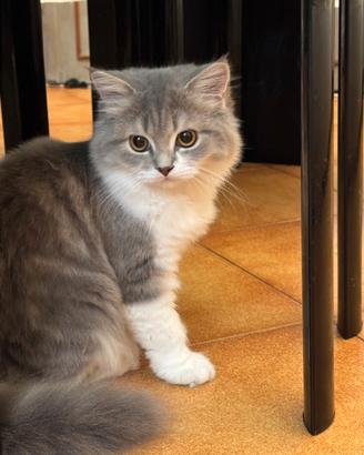 Cuccioli Scottish Fold e Straight