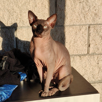 Gatto sphynx
