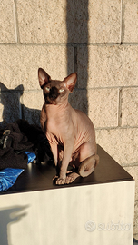 Gatto sphynx