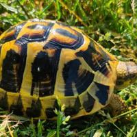 Tartaruga di terra hermanni areale pugliese