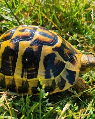 Tartaruga di terra hermanni areale pugliese
