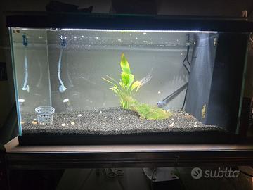 lotto acquariofilia 