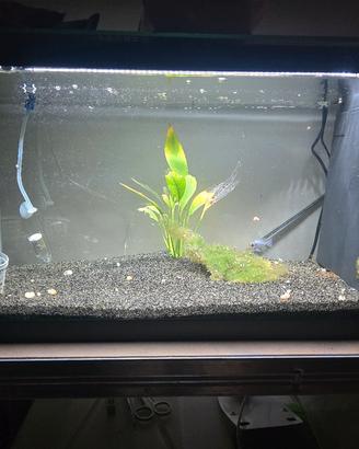 lotto acquariofilia 