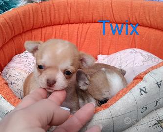 Maschietti chihuahua