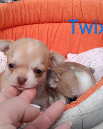 Maschietti chihuahua