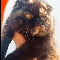 Exotic shorthair fold