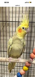 Calopsita