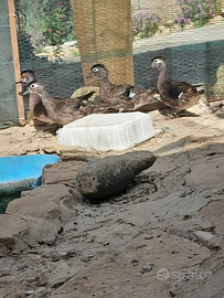 Anatre sposa e gallinelle