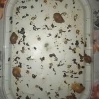 Lumache giganti africane