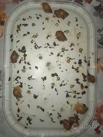 Lumache giganti africane