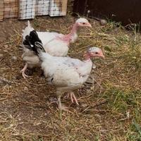 Pulcini galline