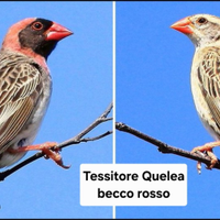 Tessitore quelea Becco rosso
