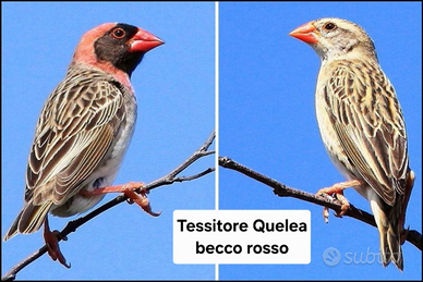 Tessitore quelea Becco rosso