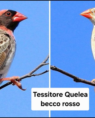 Tessitore quelea Becco rosso