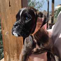 Cucciole boxer tigrate con macchie bianche