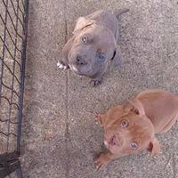 Cuccioli American pit bull terrier
