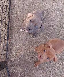 Cuccioli American pit bull terrier