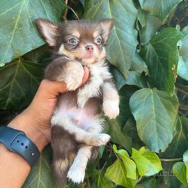 maschietto chihuahua pelo lungo pedigree enci 
