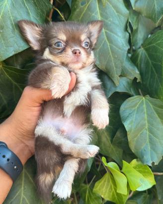 maschietto chihuahua pelo lungo pedigree enci 