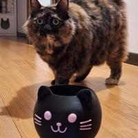 Vaso Gatto Micio Miao