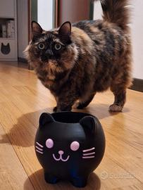 Vaso Gatto Micio Miao